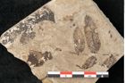 Foto (Detailansicht) von Sorbus aucuparia Linne (NHMW-GEO-2024-0188-15012)